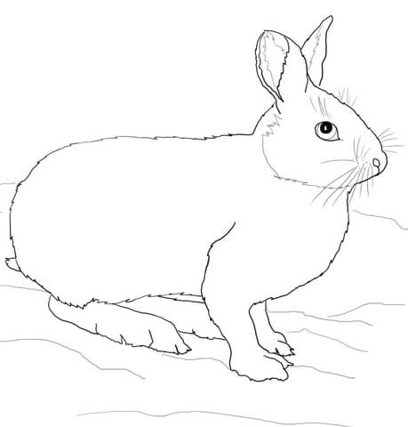 Snowshoe Hare Or Rabbit Coloring Page